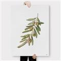 Picture of Olive Branch _GroupedProduct_Rectangle_Portrait_Canvas_