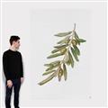 Picture of Olive Branch _GroupedProduct_Rectangle_Portrait_Canvas_