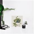 Picture of Plant in Black Pot II _GroupedProduct_Square_Canvas_