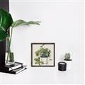 Picture of Plant in Black Pot II _GroupedProduct_Square_Canvas_Framed_