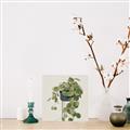 Picture of Plant in Black Pot I _GroupedProduct_Square_Unframed_Print_Only_
