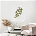 Picture of Olive Branch _GroupedProduct_Rectangle_Portrait_Unframed_Print_Only_