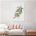Picture of Olive Branch _GroupedProduct_Rectangle_Portrait_Unframed_Print_Only_