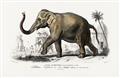 Picture of Indian Elephant _GroupedProduct_Rectangle_Landscape_Unframed_Print_Only_