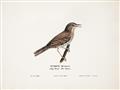 Picture of Turdus _GroupedProduct_Rectangle_Landscape_Unframed_Print_Only_