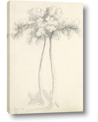 Picture of Tall Tree I
