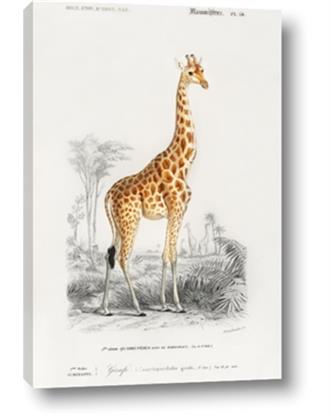 Picture of Girafa