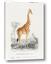 Picture of Girafa