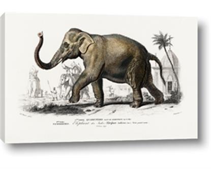 Picture of Indian Elephant