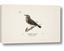 Picture of Wood Lark Bird
