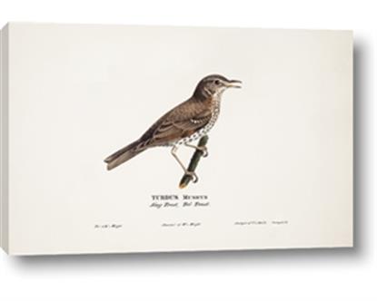 Picture of Turdus