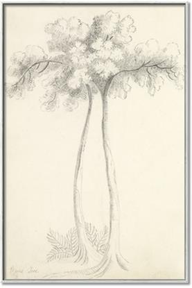 Picture of Tall Tree I