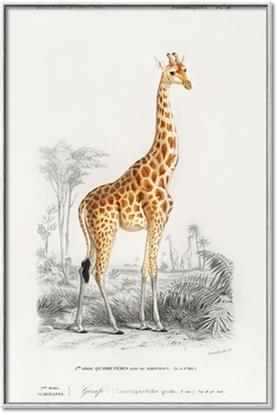 Picture of Girafa