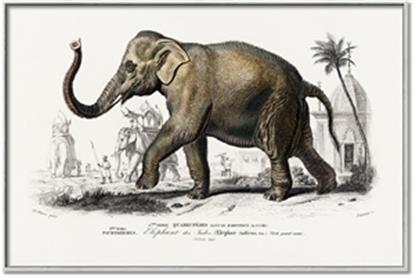 Picture of Indian Elephant