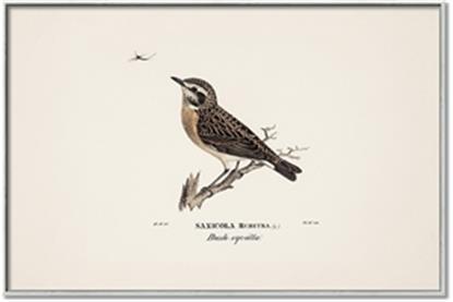 Picture of Wood Lark Bird