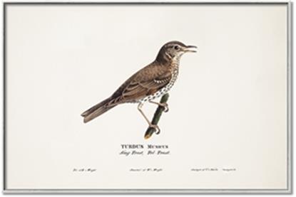 Picture of Turdus