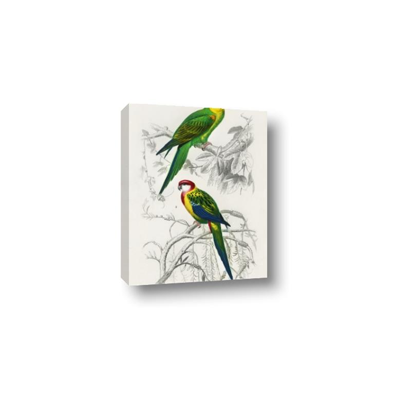 Picture of Perruche _GroupedProduct_Rectangle_Portrait_Canvas_