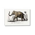 Picture of Indian Elephant _GroupedProduct_Rectangle_Landscape_Canvas_