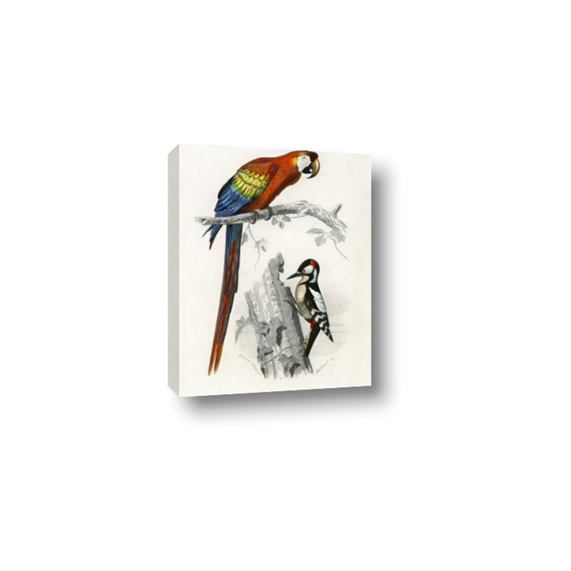 Picture of Feathered Friends _GroupedProduct_Rectangle_Portrait_Canvas_