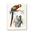 Picture of Feathered Friends _GroupedProduct_Rectangle_Portrait_Canvas_