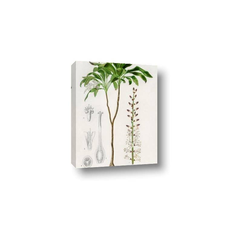 Picture of Palm Botanical _GroupedProduct_Rectangle_Portrait_Canvas_