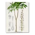 Picture of Palm Botanical _GroupedProduct_Rectangle_Portrait_Canvas_