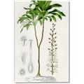Picture of Palm Botanical _GroupedProduct_Rectangle_Portrait_Canvas_