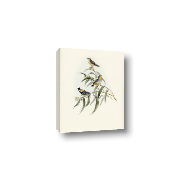 Picture of Paradlotus _GroupedProduct_Rectangle_Portrait_Canvas_