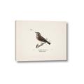 Picture of Wood Lark Bird _GroupedProduct_Rectangle_Landscape_Canvas_