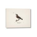Picture of Wood Lark Bird _GroupedProduct_Rectangle_Landscape_Canvas_
