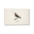 Picture of Wood Lark Bird _GroupedProduct_Rectangle_Landscape_Canvas_