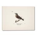Picture of Wood Lark Bird _GroupedProduct_Rectangle_Landscape_Canvas_