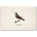 Picture of Wood Lark Bird _GroupedProduct_Rectangle_Landscape_Canvas_