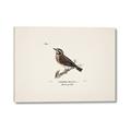 Picture of Wood Lark Bird _GroupedProduct_Rectangle_Landscape_Canvas_