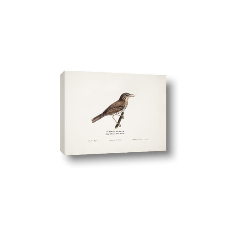 Picture of Turdus _GroupedProduct_Rectangle_Landscape_Canvas_