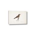 Picture of Turdus _GroupedProduct_Rectangle_Landscape_Canvas_