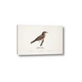 Picture of Turdus _GroupedProduct_Rectangle_Landscape_Canvas_