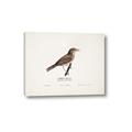 Picture of Turdus _GroupedProduct_Rectangle_Landscape_Canvas_