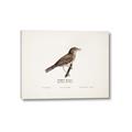 Picture of Turdus _GroupedProduct_Rectangle_Landscape_Canvas_