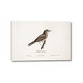 Picture of Turdus _GroupedProduct_Rectangle_Landscape_Canvas_