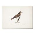 Picture of Turdus _GroupedProduct_Rectangle_Landscape_Canvas_