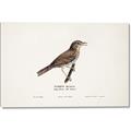 Picture of Turdus _GroupedProduct_Rectangle_Landscape_Canvas_