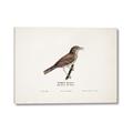 Picture of Turdus _GroupedProduct_Rectangle_Landscape_Canvas_