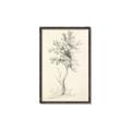 Picture of Tall Tree II _GroupedProduct_Rectangle_Portrait_Canvas_Framed_