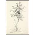 Picture of Tall Tree II _GroupedProduct_Rectangle_Portrait_Canvas_Framed_