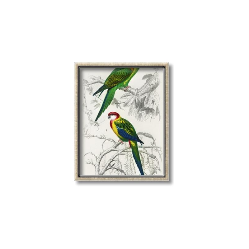 Picture of Perruche _GroupedProduct_Rectangle_Portrait_Canvas_Framed_