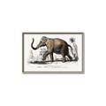 Picture of Indian Elephant _GroupedProduct_Rectangle_Landscape_Canvas_Framed_