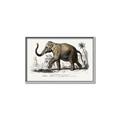 Picture of Indian Elephant _GroupedProduct_Rectangle_Landscape_Canvas_Framed_