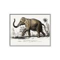 Picture of Indian Elephant _GroupedProduct_Rectangle_Landscape_Canvas_Framed_