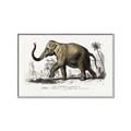 Picture of Indian Elephant _GroupedProduct_Rectangle_Landscape_Canvas_Framed_